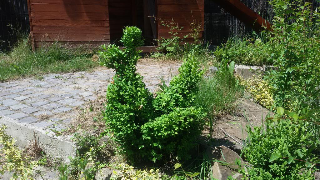 Casa Dancs Hotel Covasna Luaran gambar